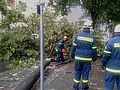 Umgestürzte Bäume wurden zerlegt und von Straßen und Gehwegen beseitigt.